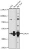 Western blot analysis of extracts of various cell lines, using FCGR3A antibody (18-705) at 1:1000 dilution.<br/>Secondary antibody: HRP Goat Anti-Rabbit IgG (H+L) at 1:10000 dilution.<br/>Lysates/proteins: 25ug per lane.<br/>Blocking buffer: 3% nonfat dry milk in TBST.<br/>Detection: ECL Basic Kit.<br/>Exposure time: 30s.