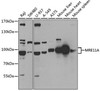 Western blot analysis of extracts of various cell lines, using MRE11A antibody (18-710) at 1:1000 dilution.<br/>Secondary antibody: HRP Goat Anti-Rabbit IgG (H+L) at 1:10000 dilution.<br/>Lysates/proteins: 25ug per lane.<br/>Blocking buffer: 3% nonfat dry milk in TBST.