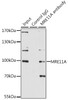 Immunoprecipitation analysis of 200ug extracts of A-549 cells, using 3 ug MRE11A antibody (18-710) . Western blot was performed from the immunoprecipitate using MRE11A antibody (18-710) at a dilition of 1:1000.