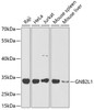 Western blot analysis of extracts of various cell lines, using GNB2L1 antibody (18-711) at 1:1000 dilution.<br/>Secondary antibody: HRP Goat Anti-Rabbit IgG (H+L) at 1:10000 dilution.<br/>Lysates/proteins: 25ug per lane.<br/>Blocking buffer: 3% nonfat dry milk in TBST.
