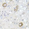 Immunohistochemistry of paraffin-embedded rat brain using NRG4 antibody (18-732) at dilution of 1:100 (40x lens) .