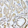 Immunohistochemistry of paraffin-embedded human stomach using NRG4 antibody (18-732) at dilution of 1:100 (40x lens) .