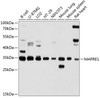 Western blot analysis of extracts of various cell lines, using MAPRE1 antibody (18-737) at 1:1000 dilution.<br/>Secondary antibody: HRP Goat Anti-Rabbit IgG (H+L) at 1:10000 dilution.<br/>Lysates/proteins: 25ug per lane.<br/>Blocking buffer: 3% nonfat dry milk in TBST.<br/>Detection: ECL Basic Kit.<br/>Exposure time: 10s.