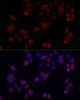 Immunofluorescence analysis of HeLa cells using MAPRE1 antibody (18-737) at dilution of 1:100. Blue: DAPI for nuclear staining.
