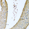 Immunohistochemistry of paraffin-embedded mouse heart using COX5B antibody (18-748) at dilution of 1:100 (40x lens) .