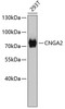 Western blot analysis of extracts of 293T cells, using CNGA2 antibody (18-771) .<br/>Secondary antibody: HRP Goat Anti-Rabbit IgG (H+L) at 1:10000 dilution.<br/>Lysates/proteins: 25ug per lane.<br/>Blocking buffer: 3% nonfat dry milk in TBST.