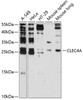 Western blot analysis of extracts of various cell lines, using CLEC4A antibody (18-780) at 1:3000 dilution._Secondary antibody: HRP Goat Anti-Rabbit IgG (H+L) at 1:10000 dilution._Lysates/proteins: 25ug per lane._Blocking buffer: 3% nonfat dry milk in TBST._Detection: ECL Enhanced Kit._Exposure time: 90s.