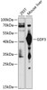 Western blot analysis of extracts of various cell lines, using GDF3 antibody (18-795) at 1:1000 dilution.<br/>Secondary antibody: HRP Goat Anti-Rabbit IgG (H+L) at 1:10000 dilution.<br/>Lysates/proteins: 25ug per lane.<br/>Blocking buffer: 3% nonfat dry milk in TBST.<br/>Detection: ECL Basic Kit.<br/>Exposure time: 30s.