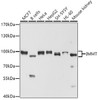 Western blot analysis of extracts of various cell lines, using IMMT antibody (18-803) at 1:1000 dilution.<br/>Secondary antibody: HRP Goat Anti-Rabbit IgG (H+L) at 1:10000 dilution.<br/>Lysates/proteins: 25ug per lane.<br/>Blocking buffer: 3% nonfat dry milk in TBST.<br/>Detection: ECL Basic Kit.<br/>Exposure time: 30s.
