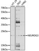Western blot analysis of extracts of various cell lines, using NEUROG3 antibody (18-805) at 1:1000 dilution.<br/>Secondary antibody: HRP Goat Anti-Rabbit IgG (H+L) at 1:10000 dilution.<br/>Lysates/proteins: 25ug per lane.<br/>Blocking buffer: 3% nonfat dry milk in TBST.<br/>Detection: ECL Enhanced Kit.<br/>Exposure time: 90s.