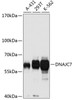 Western blot analysis of extracts of various cell lines, using DNAJC7 antibody (18-809) at 1:1000 dilution.<br/>Secondary antibody: HRP Goat Anti-Rabbit IgG (H+L) at 1:10000 dilution.<br/>Lysates/proteins: 25ug per lane.<br/>Blocking buffer: 3% nonfat dry milk in TBST.<br/>Detection: ECL Basic Kit.<br/>Exposure time: 30s.
