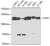 Western blot analysis of extracts of various cell lines, using USO1 antibody (18-816) at 1:500 dilution.<br/>Secondary antibody: HRP Goat Anti-Rabbit IgG (H+L) at 1:10000 dilution.<br/>Lysates/proteins: 25ug per lane.<br/>Blocking buffer: 3% nonfat dry milk in TBST.<br/>Detection: ECL Basic Kit.<br/>Exposure time: 90s.