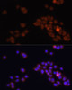 Immunofluorescence analysis of HT-29 cells using APC antibody (18-827) at dilution of 1:100. Blue: DAPI for nuclear staining.