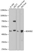 Western blot analysis of extracts of various cell lines, using BDKRB2 antibody (18-833) at 1:1000 dilution.<br/>Secondary antibody: HRP Goat Anti-Rabbit IgG (H+L) at 1:10000 dilution.<br/>Lysates/proteins: 25ug per lane.<br/>Blocking buffer: 3% nonfat dry milk in TBST.<br/>Detection: ECL Enhanced Kit.<br/>Exposure time: 90s.