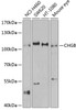 Western blot analysis of extracts of various cell lines, using CHGB antibody (18-838) at 1:1000 dilution.<br/>Secondary antibody: HRP Goat Anti-Rabbit IgG (H+L) at 1:10000 dilution.<br/>Lysates/proteins: 25ug per lane.<br/>Blocking buffer: 3% nonfat dry milk in TBST.<br/>Detection: ECL Basic Kit.<br/>Exposure time: 30s.