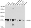 Western blot analysis of extracts of various cell lines, using CSNK2B antibody (18-840) at 1:1000 dilution.<br/>Secondary antibody: HRP Goat Anti-Rabbit IgG (H+L) at 1:10000 dilution.<br/>Lysates/proteins: 25ug per lane.<br/>Blocking buffer: 3% nonfat dry milk in TBST.<br/>Detection: ECL Basic Kit.<br/>Exposure time: 30s.