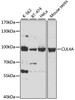 Western blot analysis of extracts of various cell lines, using CUL4A antibody (18-846) at 1:500 dilution.<br/>Secondary antibody: HRP Goat Anti-Rabbit IgG (H+L) at 1:10000 dilution.<br/>Lysates/proteins: 25ug per lane.<br/>Blocking buffer: 3% nonfat dry milk in TBST.<br/>Detection: ECL Basic Kit.<br/>Exposure time: 5s.