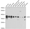 Western blot analysis of extracts of various cell lines, using GJD2 antibody (18-847) at 1:1000 dilution.<br/>Secondary antibody: HRP Goat Anti-Rabbit IgG (H+L) at 1:10000 dilution.<br/>Lysates/proteins: 25ug per lane.<br/>Blocking buffer: 3% nonfat dry milk in TBST.<br/>Detection: ECL Basic Kit.<br/>Exposure time: 1s.