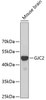 Western blot analysis of extracts of mouse brain, using GJC2 antibody (18-848) at 1:500 dilution.<br/>Secondary antibody: HRP Goat Anti-Rabbit IgG (H+L) at 1:10000 dilution.<br/>Lysates/proteins: 25ug per lane.<br/>Blocking buffer: 3% nonfat dry milk in TBST.<br/>Detection: ECL Basic Kit.<br/>Exposure time: 30s.