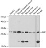 Western blot analysis of extracts of various cell lines, using MIP antibody (18-849) at 1:1000 dilution.<br/>Secondary antibody: HRP Goat Anti-Rabbit IgG (H+L) at 1:10000 dilution.<br/>Lysates/proteins: 25ug per lane.<br/>Blocking buffer: 3% nonfat dry milk in TBST.<br/>Detection: ECL Basic Kit.<br/>Exposure time: 90s.