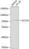 Western blot analysis of extracts of various cell lines, using SLC1A1 antibody (18-862) at 1:1000 dilution.<br/>Secondary antibody: HRP Goat Anti-Rabbit IgG (H+L) at 1:10000 dilution.<br/>Lysates/proteins: 25ug per lane.<br/>Blocking buffer: 3% nonfat dry milk in TBST.<br/>Detection: ECL Basic Kit.<br/>Exposure time: 1s.