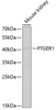 Western blot analysis of extracts of mouse kidney, using PTGER1 antibody (18-867) at 1:400 dilution.<br/>Secondary antibody: HRP Goat Anti-Rabbit IgG (H+L) at 1:10000 dilution.<br/>Lysates/proteins: 25ug per lane.<br/>Blocking buffer: 3% nonfat dry milk in TBST.<br/>Detection: ECL Enhanced Kit.