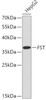 Western blot analysis of extracts of HepG2 cells, using FST antibody (18-875) .<br/>Secondary antibody: HRP Goat Anti-Rabbit IgG (H+L) at 1:10000 dilution.<br/>Lysates/proteins: 25ug per lane.<br/>Blocking buffer: 3% nonfat dry milk in TBST.