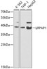 Western blot analysis of extracts of various cell lines, using LRPAP1 antibody (18-902) at 1:200 dilution.<br/>Secondary antibody: HRP Goat Anti-Rabbit IgG (H+L) at 1:10000 dilution.<br/>Lysates/proteins: 25ug per lane.<br/>Blocking buffer: 3% nonfat dry milk in TBST.<br/>Detection: ECL Basic Kit.<br/>Exposure time: 90s.