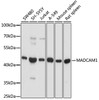 Western blot analysis of extracts of various cell lines, using MADCAM1 antibody (18-903) at 1:1000 dilution.<br/>Secondary antibody: HRP Goat Anti-Rabbit IgG (H+L) at 1:10000 dilution.<br/>Lysates/proteins: 25ug per lane.<br/>Blocking buffer: 3% nonfat dry milk in TBST.<br/>Detection: ECL Basic Kit.<br/>Exposure time: 90s.
