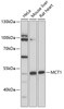 Western blot analysis of extracts of various cells, using MCT1 antibody (18-906) at 1:1000 dilution.<br/>Secondary antibody: HRP Goat Anti-Rabbit IgG (H+L) at 1:10000 dilution.<br/>Lysates/proteins: 25ug per lane.<br/>Blocking buffer: 3% nonfat dry milk in TBST.<br/>Detection: ECL Basic Kit.<br/>Exposure time: 5s.