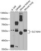 Western blot analysis of extracts of various cell lines, using SLC16A4 Antibody (18-907) at 1:1000 dilution.<br/>Secondary antibody: HRP Goat Anti-Rabbit IgG (H+L) at 1:10000 dilution.<br/>Lysates/proteins: 25ug per lane.<br/>Blocking buffer: 3% nonfat dry milk in TBST.<br/>Detection: ECL Basic Kit.<br/>Exposure time: 60s.