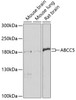 Western blot analysis of extracts of various cell lines, using ABCC5 antibody (18-910) at 1:1000 dilution.<br/>Secondary antibody: HRP Goat Anti-Rabbit IgG (H+L) at 1:10000 dilution.<br/>Lysates/proteins: 25ug per lane.<br/>Blocking buffer: 3% nonfat dry milk in TBST.<br/>Detection: ECL Basic Kit.<br/>Exposure time: 15s.