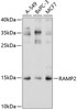 Western blot analysis of extracts of various cell lines, using RAMP2 antibody (18-928) at 1:1000 dilution.<br/>Secondary antibody: HRP Goat Anti-Rabbit IgG (H+L) at 1:10000 dilution.<br/>Lysates/proteins: 25ug per lane.<br/>Blocking buffer: 3% nonfat dry milk in TBST.<br/>Detection: ECL Basic Kit.<br/>Exposure time: 10s.
