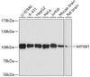 Western blot analysis of extracts of various cell lines, using MYSM1 antibody (18-942) at 1:3000 dilution.<br/>Secondary antibody: HRP Goat Anti-Rabbit IgG (H+L) at 1:10000 dilution.<br/>Lysates/proteins: 25ug per lane.<br/>Blocking buffer: 3% nonfat dry milk in TBST.<br/>Detection: ECL Basic Kit.<br/>Exposure time: 90s.