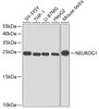 Western blot analysis of extracts of various cell lines, using NEUROG1 antibody (18-946) at 1:400 dilution.<br/>Secondary antibody: HRP Goat Anti-Rabbit IgG (H+L) at 1:10000 dilution.<br/>Lysates/proteins: 25ug per lane.<br/>Blocking buffer: 3% nonfat dry milk in TBST.