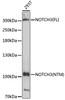 Western blot analysis of extracts of 293T cells, using NOTCH3 antibody (18-949) at 1:400 dilution.<br/>Secondary antibody: HRP Goat Anti-Rabbit IgG (H+L) at 1:10000 dilution.<br/>Lysates/proteins: 25ug per lane.<br/>Blocking buffer: 3% nonfat dry milk in TBST.<br/>Detection: ECL Enhanced Kit.<br/>Exposure time: 90s.
