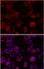 Immunofluorescence analysis of SW480 cells showing nuclear and cytoplasmic localization using NOTCH3 antibody (18-949) at dilution of 1:200 (top, red) .