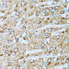 Immunohistochemistry of paraffin-embedded rat brain using ENO2 antibody (18-950) at dilution of 1:100 (40x lens) .