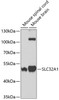 Western blot analysis of extracts of various cell lines, using SLC32A1 antibody (18-955) at 1:400 dilution.<br/>Secondary antibody: HRP Goat Anti-Rabbit IgG (H+L) at 1:10000 dilution.<br/>Lysates/proteins: 25ug per lane.<br/>Blocking buffer: 3% nonfat dry milk in TBST.