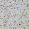 Immunohistochemistry of paraffin-embedded mouse brain using SLC32A1 antibody (18-955) (40x lens) .