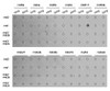 Dot-blot analysis of all sorts of methylation peptides using MonoMethyl-Histone H3-R17 antibody (18-963) .