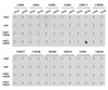 Dot-blot analysis of all sorts of methylation peptides using Symmetric DiMethyl-Histone H3-R17 antibody (18-964) .