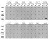 Dot-blot analysis of all sorts of methylation peptides using Symmetric DiMethyl-Histone H3-R26 antibody (18-965) .
