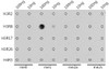 Dot-blot analysis of all sorts of methylation peptides using MonoMethyl-Histone H3-R8 antibody (18-968) at 1:1000 dilution.