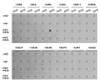 Dot-blot analysis of all sorts of methylation peptides using Asymmetric DiMethyl-Histone H3-R8 antibody (18-969) .
