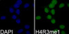 Immunofluorescence analysis of 293T cells using MonoMethyl-Histone H4-R3 antibody (18-970) . Blue: DAPI for nuclear staining.