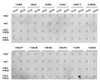 Dot-blot analysis of all sorts of methylation peptides using Symmetric DiMethyl-Histone H4-R3 antibody (18-971) .