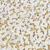 Immunohistochemistry of paraffin-embedded mouse liver using YKL-40 / CHI3L1 antibody (18-974) at dilution of 1:100 (40x lens) .