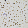 Immunohistochemistry of paraffin-embedded rat brain using DNMT3A Antibody (18-975) at dilution of 1:100 (40x lens) .
