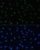 Immunofluorescence analysis of L929 cells using PELP1 Polyclonal Antibody (18-985) at dilution of 1:100 (40x lens) . Blue: DAPI for nuclear staining.